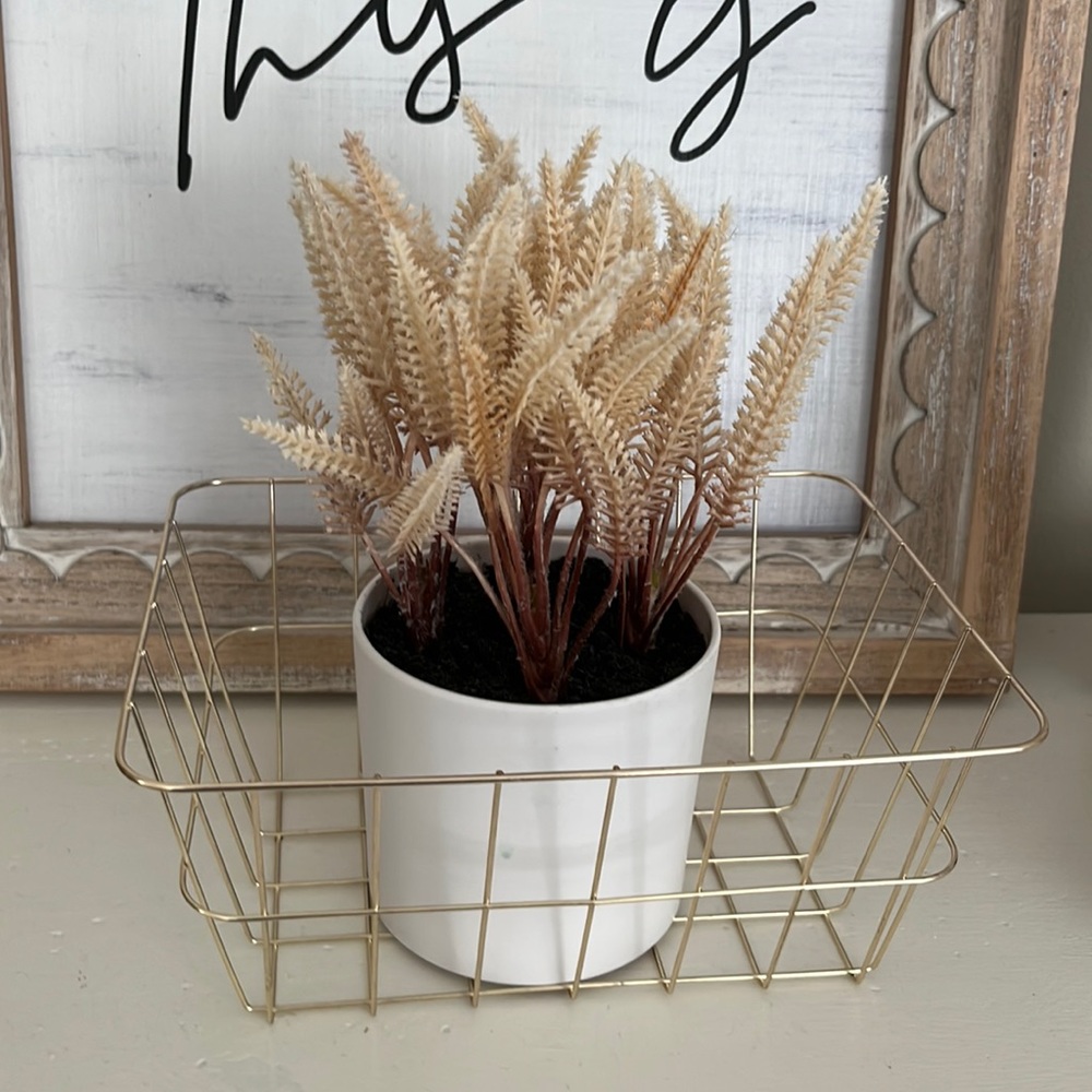 Potted plant